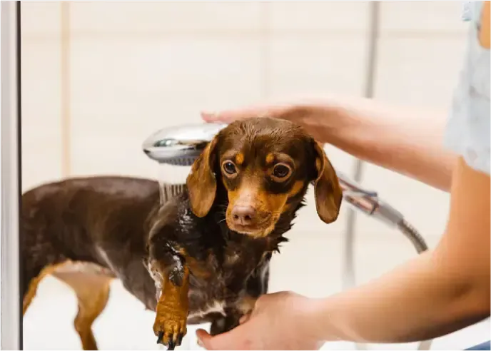 ペットショップ